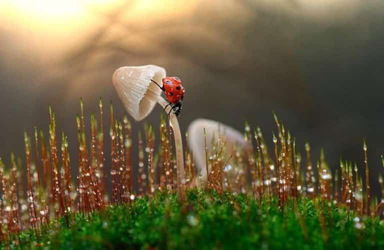 top-10-macro-02-macro_images_beautiful TOP 10 Beautiful Macro photos - Saying | Sky Rye Design TOP 10 Beautiful Macro photos - Saying