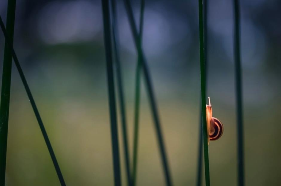 11-inspirations-photos-snails