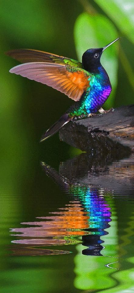 art-photo-humminbird