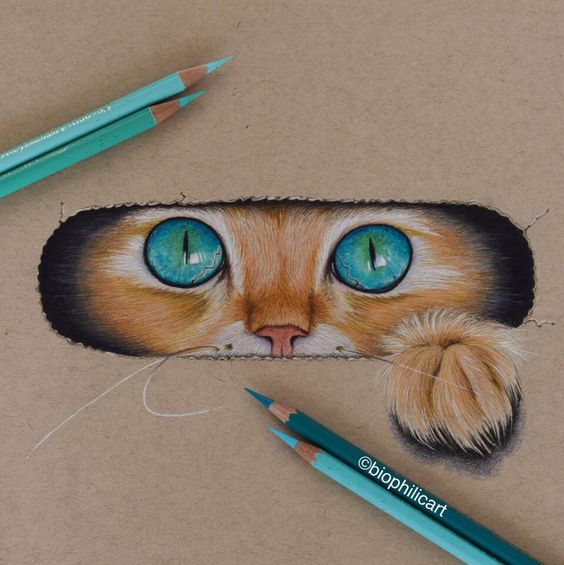 How to Draw a realistic cat in colour pencil — Pet Portraits by Sema Martin  | Realistic pet portrait drawings from photos UK