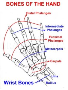 How To Draw A Hand: Step-by-step Guide For Beginners