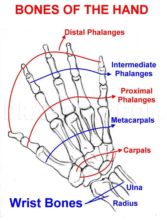 A diagram of the bones of the hand.
