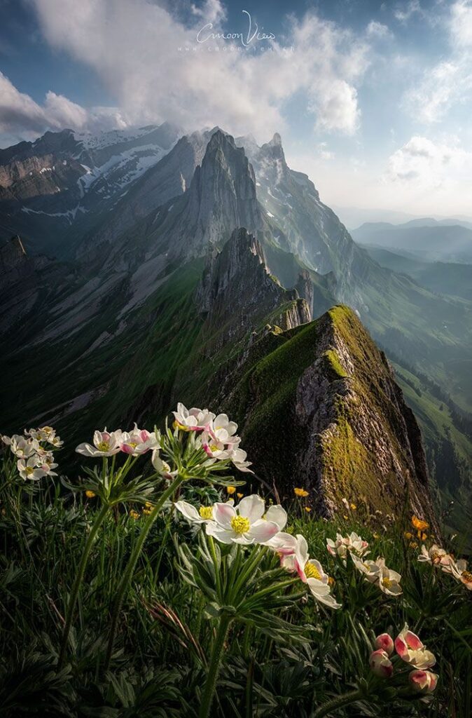 A mountainside with flowers and mountains in the background.