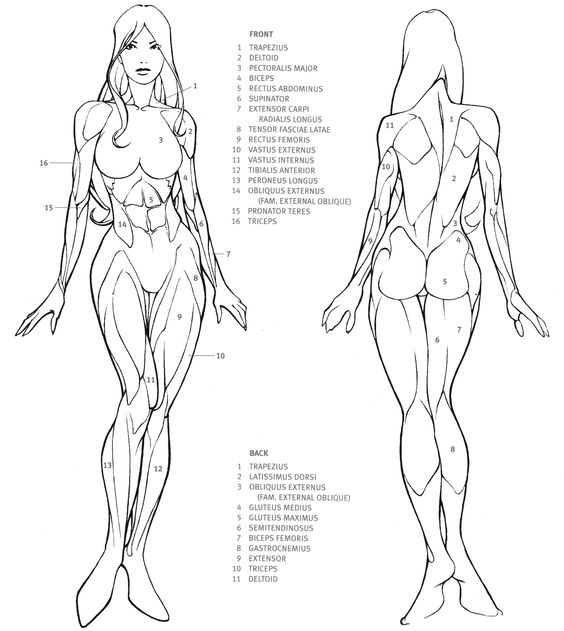 A diagram showing the anatomy of a female body.