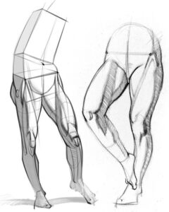 Anatomy Drawing Reference: Tips and Techniques for Depiction