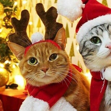 Two cats wearing santa hats and reindeer hats.