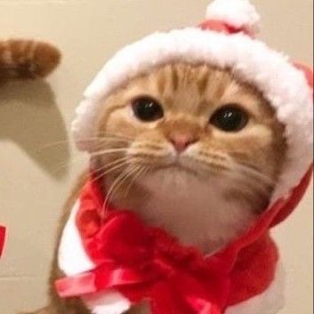 A cat wearing a santa hat.