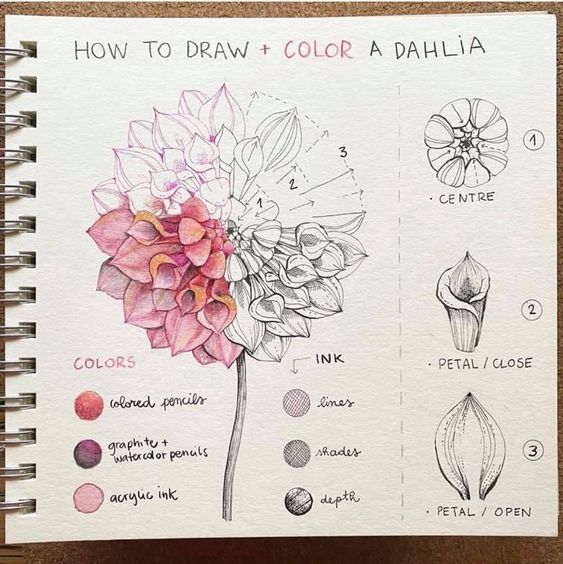 How to draw and color a dahlia.