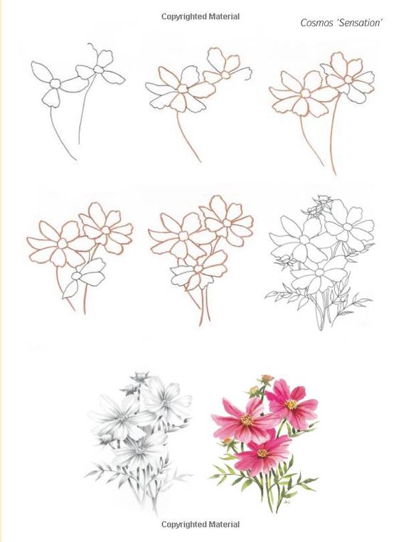 Cosmos flower drawing tutorial - how to draw a cosmos flower.