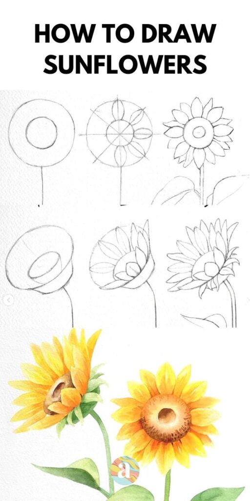 How to draw sunflowers.