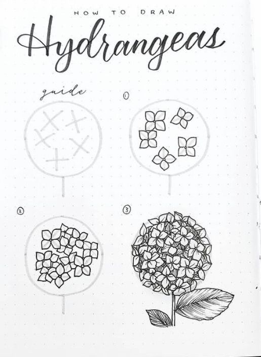 How to draw hydrangeas.