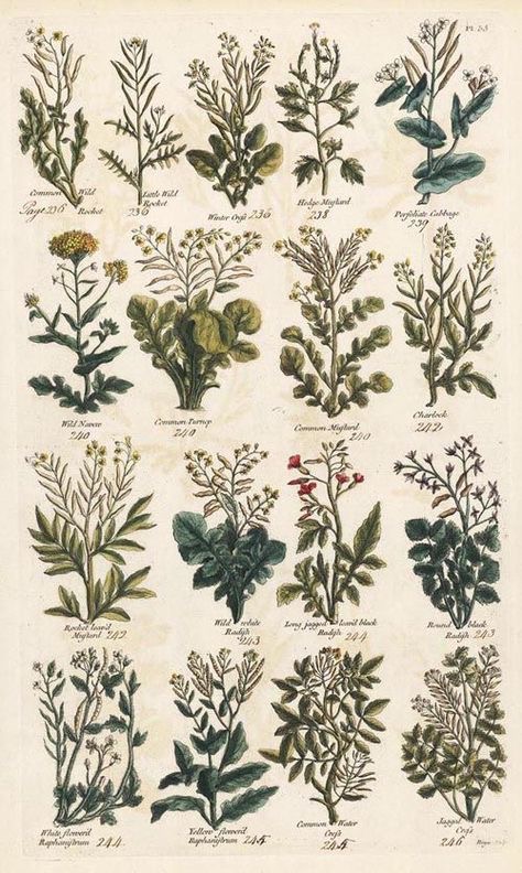 A collection of plants and herbs in an old print.