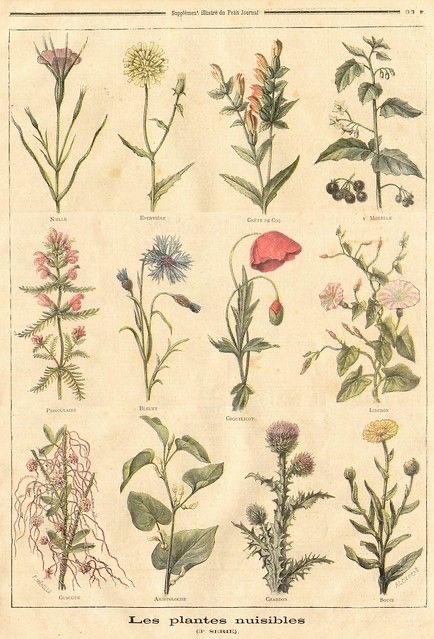 A vintage illustration of various plants and flowers.