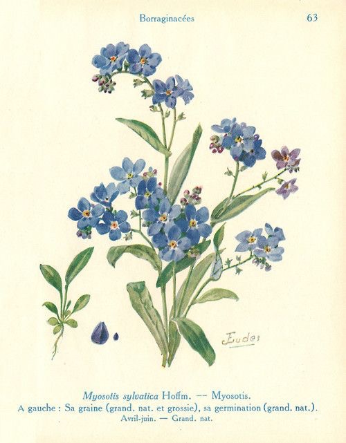 An illustration of blue flowers and leaves.