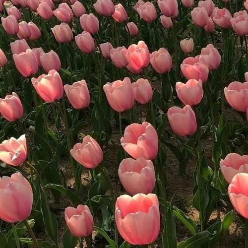 A field of pink tulips in a field.