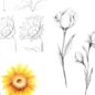 Drawing Flowers: Tips and Techniques for Beginners