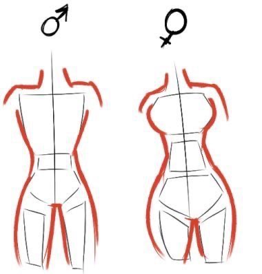 Sketch comparing typical male and female body outlines with gender symbols.