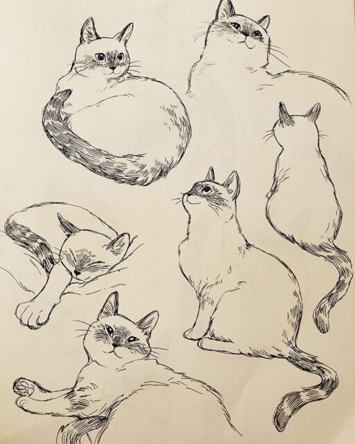 Drawing Cats: Tips and Techniques for Beginners