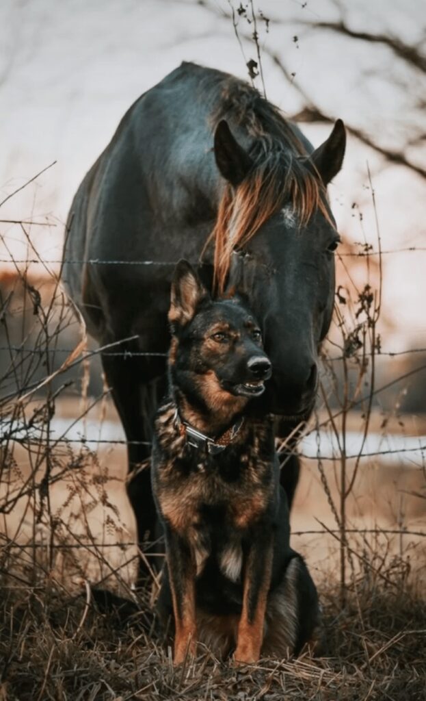 A dog and a horse stand close in an outdoor setting with dry grass and barbed wire in the background.