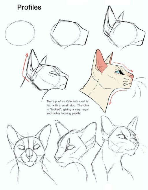 Drawing Cats: Tips and Techniques for Beginners