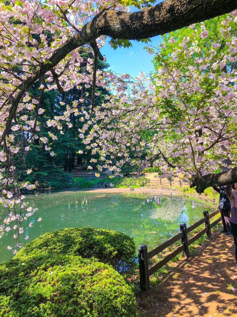 Cherry blossoms hang over a calm pond with lush greenery and a wooden fence in the background on a bright, sunny day.