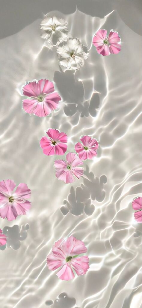 Pink and white flowers floating on a shimmering surface of clear water create a serene and reflective scene.