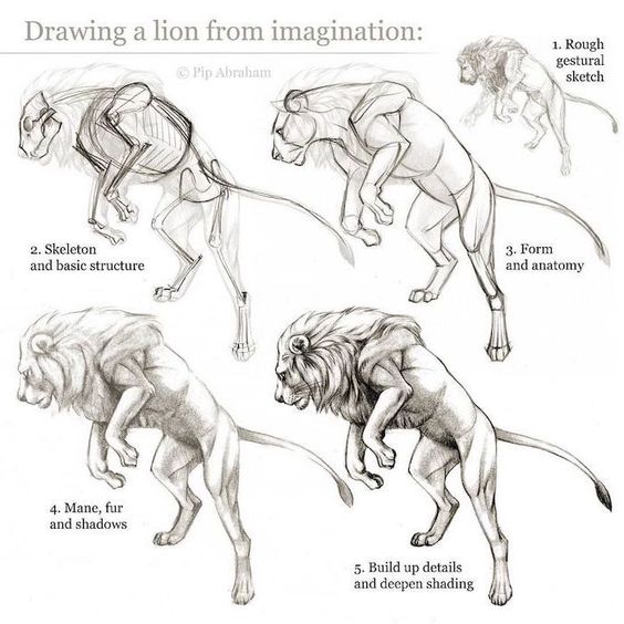Step-by-step guide for drawing a lion from imagination, including rough sketch, skeleton, anatomy, mane, and shading.