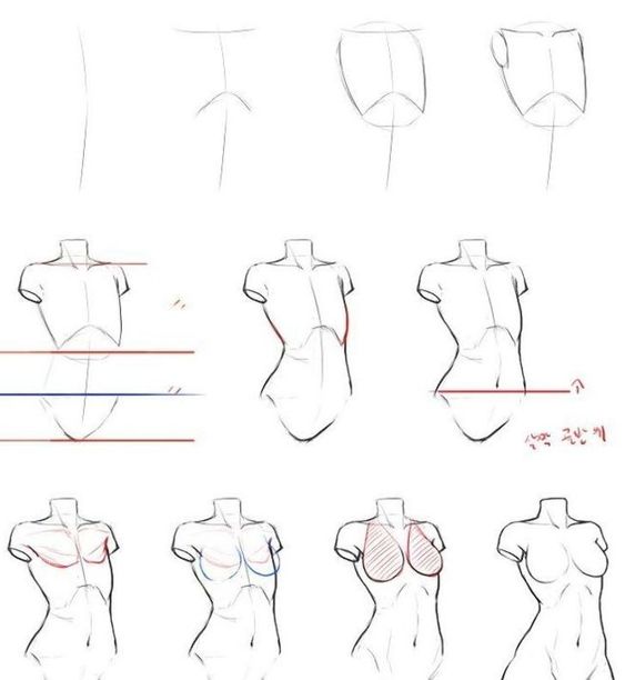 Step-by-step tutorial for drawing the anatomy of a female torso, showcasing sketching techniques and lines for accurate proportions.