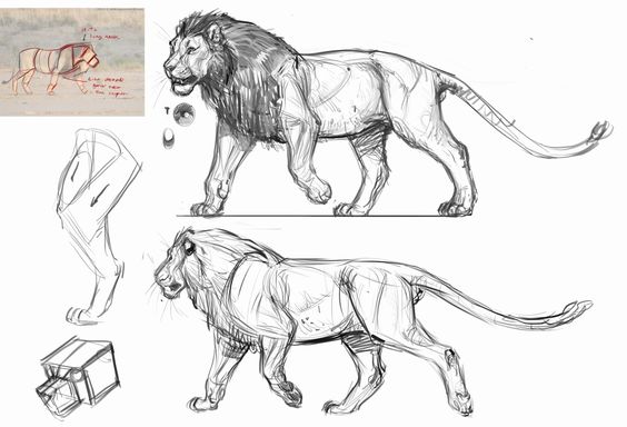 Sketches and diagrams of realistic lion anatomy for art reference, including side views and structural breakdowns.