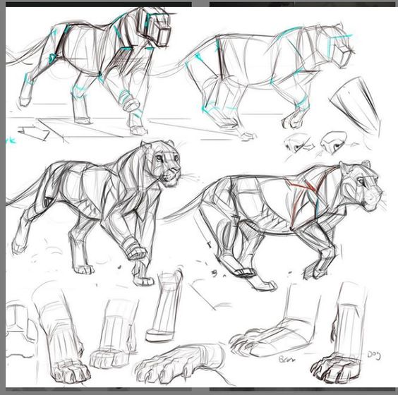 Lion anatomy study sketch showing various poses, muscle structure, and paw details.