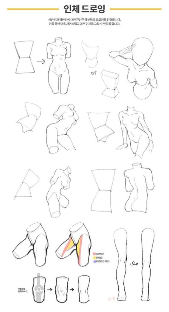 Step-by-step guide to drawing the human torso and limbs, with tips on muscle anatomy and proportions.