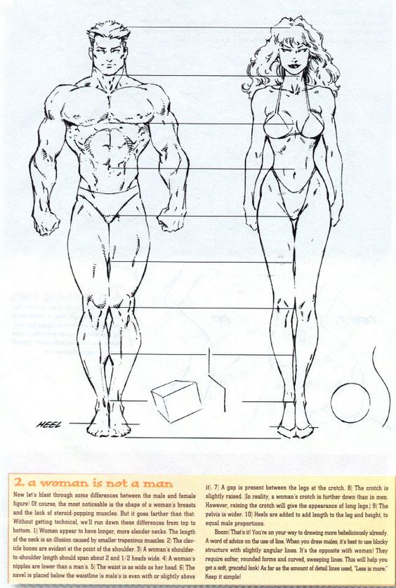 Illustration comparing male and female body proportions with detailed descriptions of differences in body structure and anatomy.