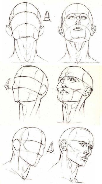 Sketches demonstrating human head and face proportions in art.