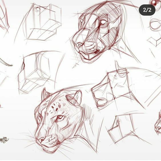 Sketches of various big cat heads showing different angles and perspectives, with geometric outlines and detailed features.
