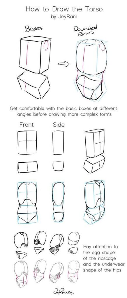 Step-by-step guide on how to draw the torso using boxes and rounded forms, showing front and side views for beginners.