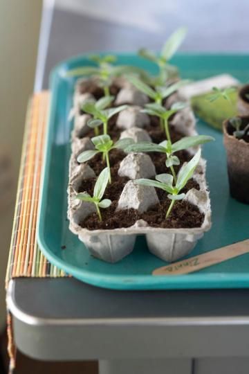 Young seedlings sprout in a repurposed egg carton on a turquoise tray, showcasing sustainable gardening and DIY plants.