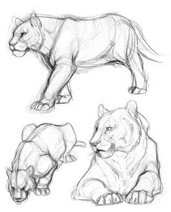 Sketches of a lioness in various poses: standing, crouching, and lying down, showcasing its majestic figure and details.