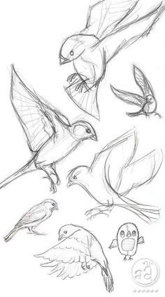 Sketches of various birds in different flight and perching positions, drawn in pencil on white paper.