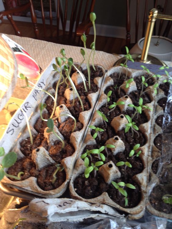 Seedlings sprouting in egg carton containers labeled Sugar Baby, sitting on a table indoors with chairs in the background.