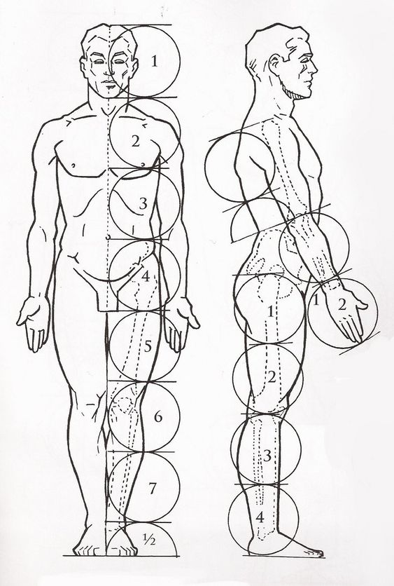 Human body proportions diagram showcasing front and side views with labeled measurements in circles for anatomical reference.
