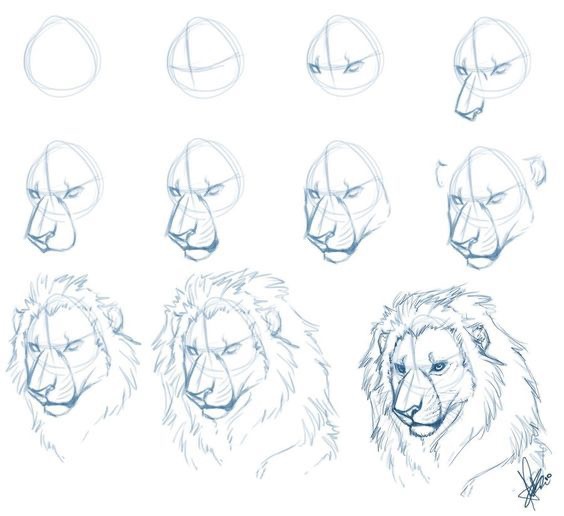 Step-by-step lion drawing tutorial showcasing the progression from basic shapes to a detailed sketch.