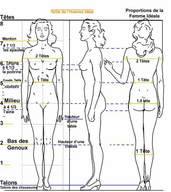 Illustrated guidelines of ideal human body proportions for men and women, showing measurements from head to different body parts.