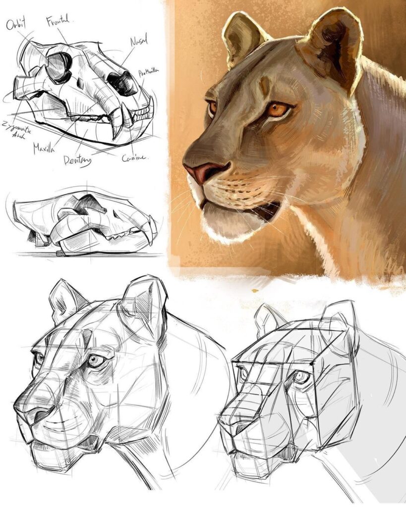Illustration progression from lioness skull sketch to realistic drawing, showcasing detailed anatomy and artistic structure.