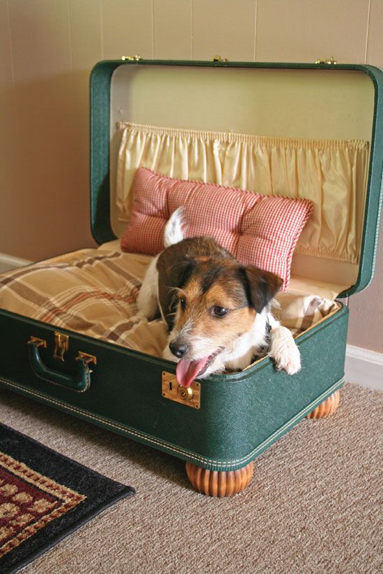 Dog relaxing in a cozy, recycled suitcase bed with pillows and a blanket in a quaint room.