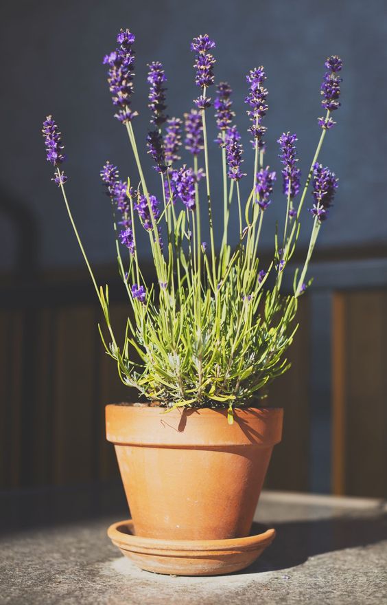 Potted lavender plant in terracotta pot basking in sunlight, showcasing vibrant purple flowers and lush green foliage.