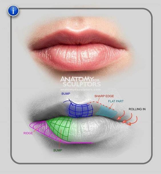 Close-up of human lips with labeled anatomy, illustrating bumps, ridges, and edges for sculptors and artists.