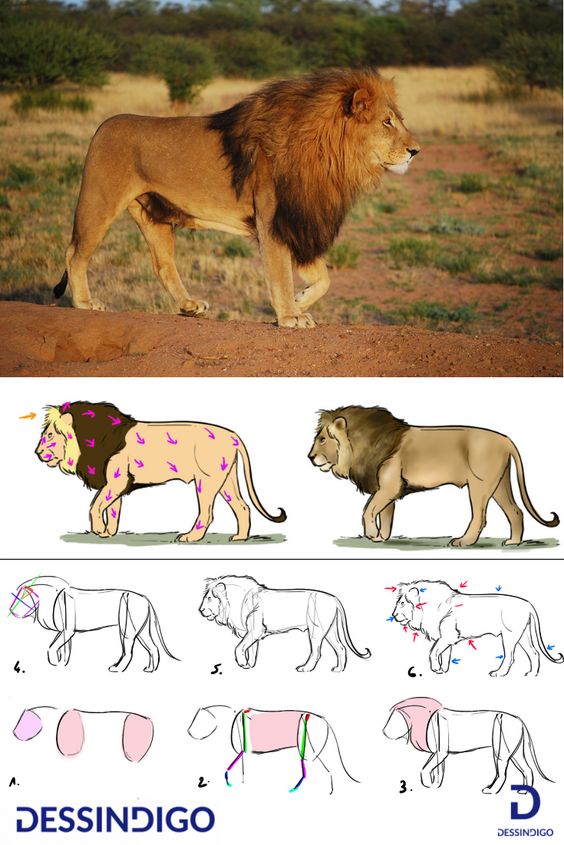 Image showing a lion in the wild above an eight-step guide on how to draw a realistic lion by Dessindigo.