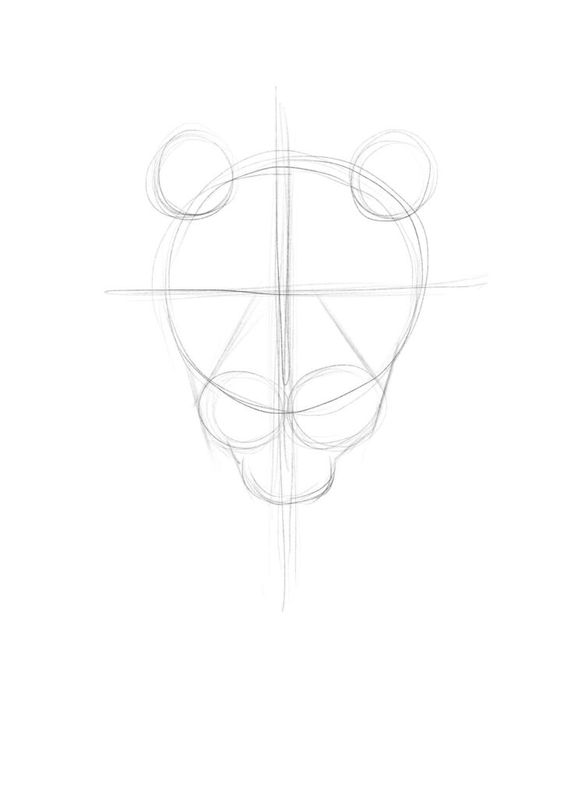 Sketch outline of a cartoon bear face, including circular guidelines for accurate drawing proportions.