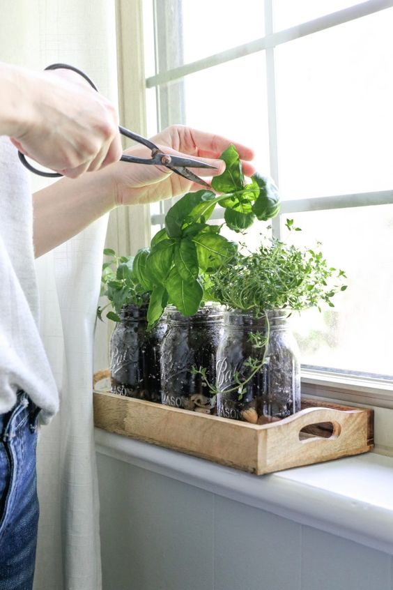 Person cutting fresh herbs from a windowsill garden in mason jars. Indoor herb gardening for fresh basil and thyme.