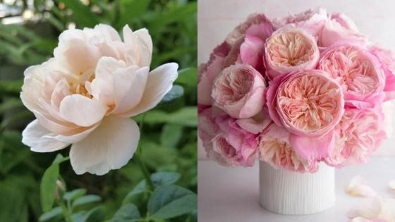 Left: Close-up of a single white rose in a garden. Right: Bouquet of pink roses in a vase on a white background.
